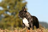 BOULEDOGUE FRANCAIS 1235